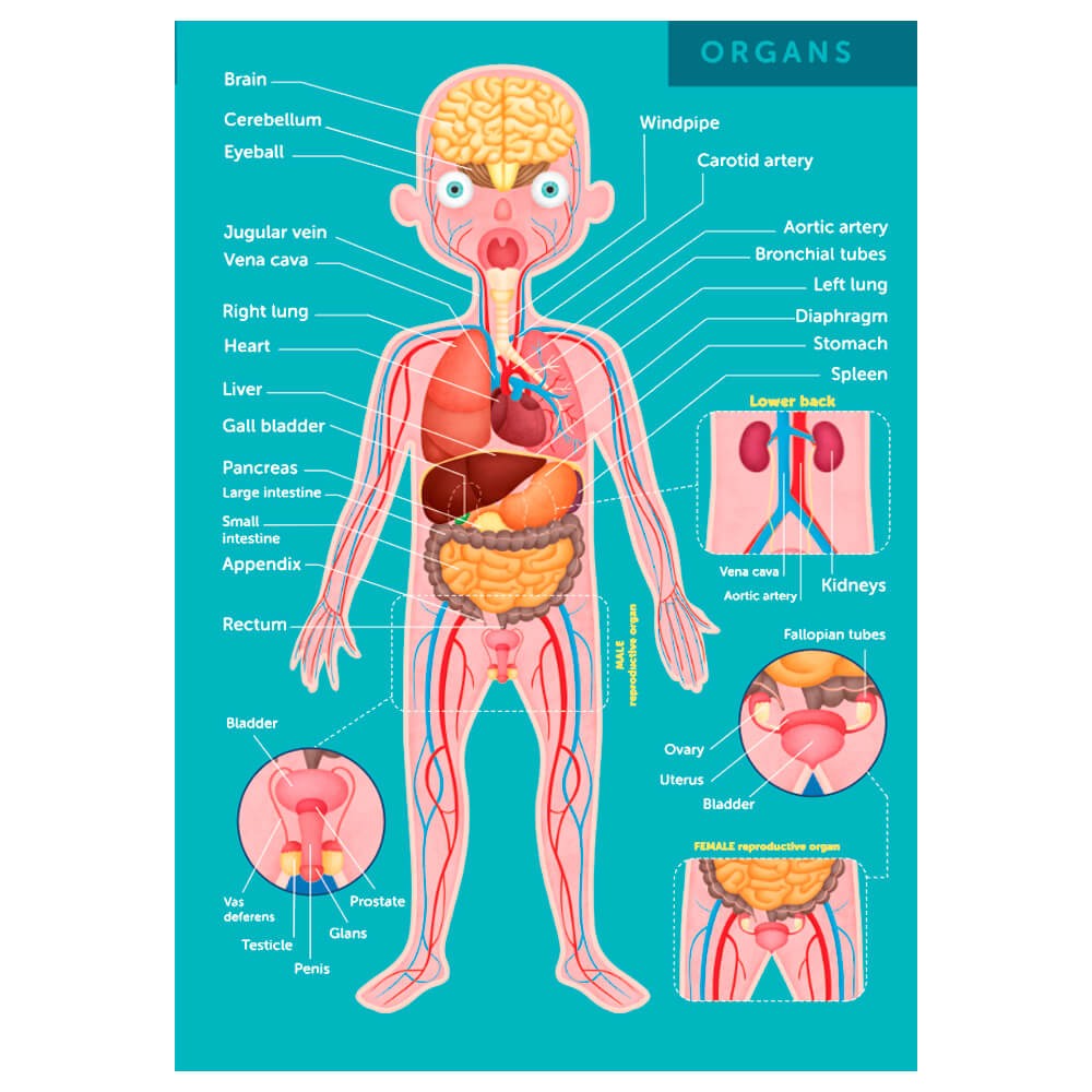 Rompecabeza gigante del cuerpo humano